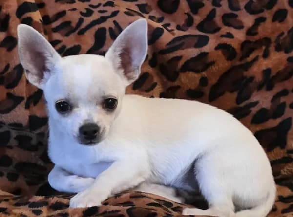 Snoop (reduced)