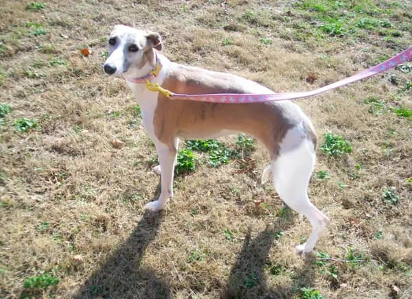 COOKIE AKC
