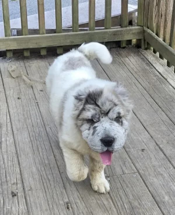 Nova blue merle flower bear