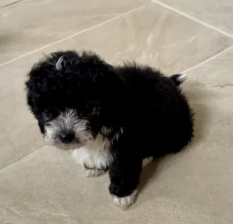 Ori