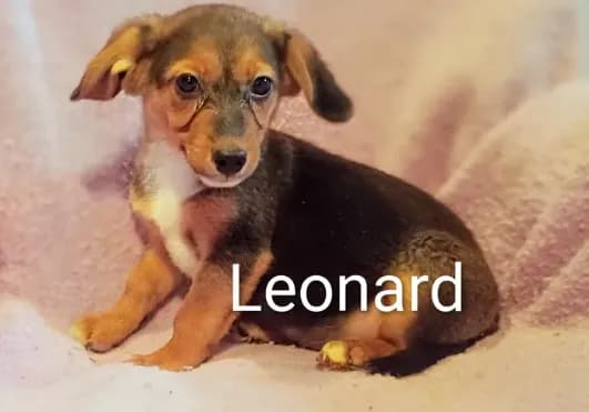 Leonard