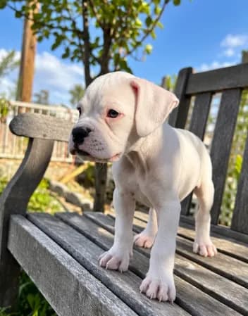 Snoopy