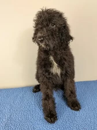 Cedar F1bb Goldendoodle
