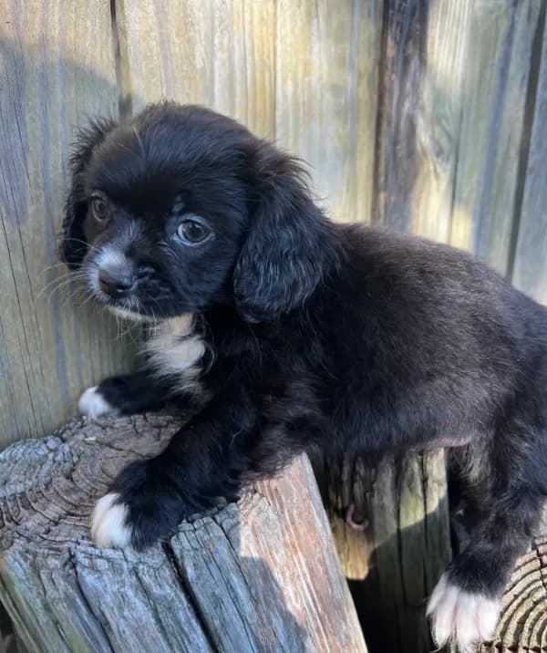 F pekingese
