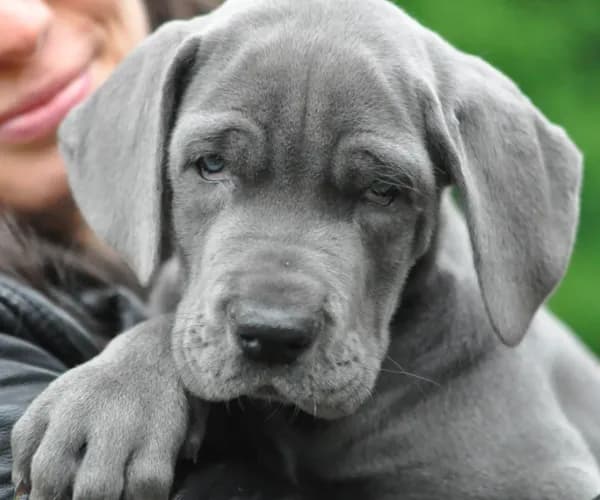 Blue Great Dane Puppy 3