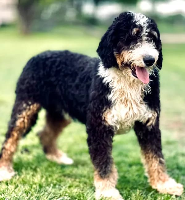 Wiggles
