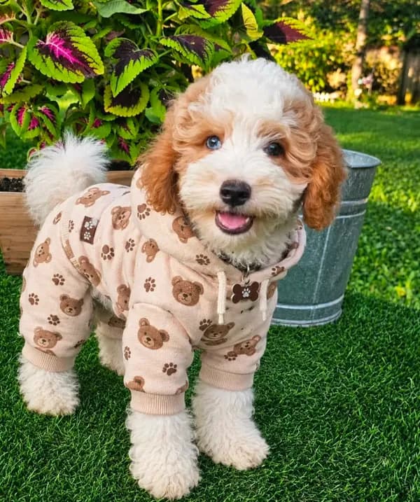 Griffin