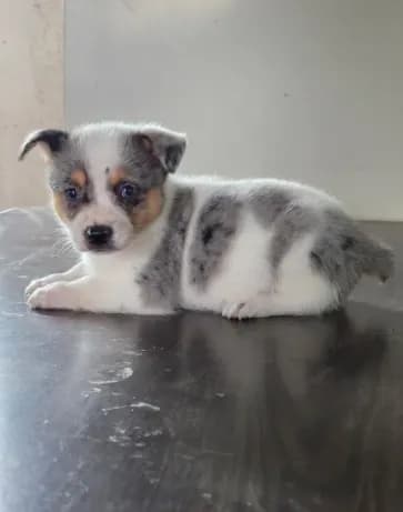 Cowboy Corgi Merle male