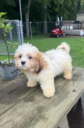 TEDDY