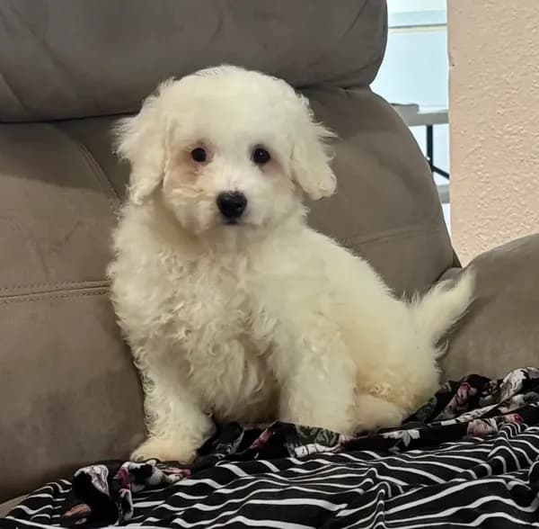 Annie