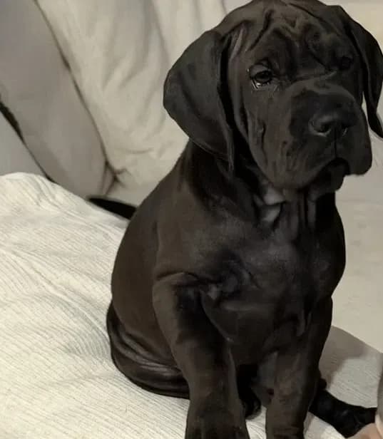 Piper