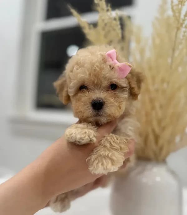 Penny