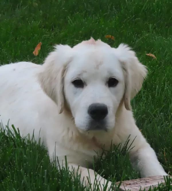 Samantha