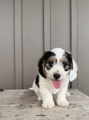 Chester