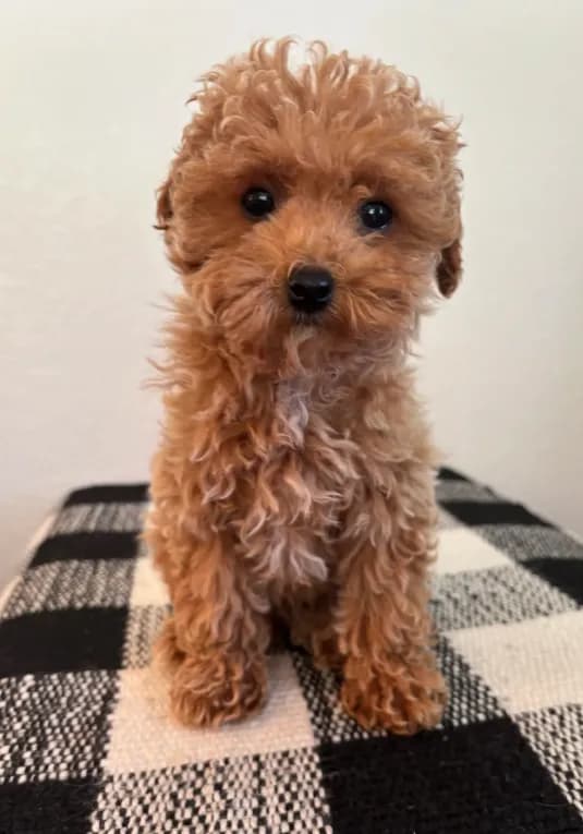 AKC Remi