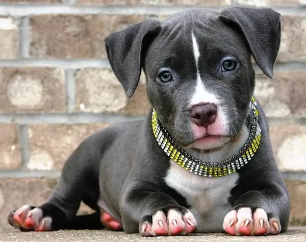 "AALIYAH" BLUE NOSE