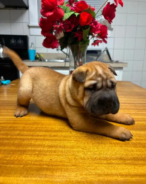Puppy