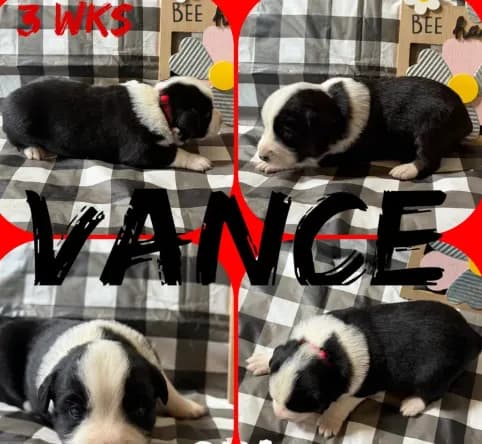 Vance