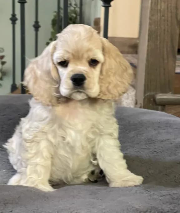 Basil