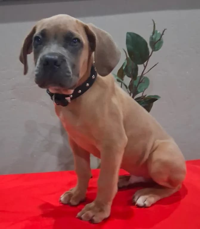 Black collar male Cane Corso