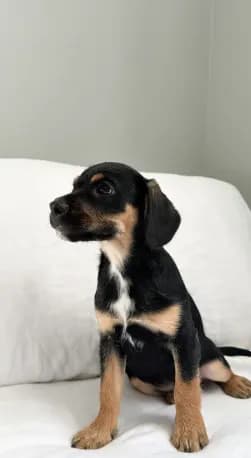 Border Terrier mix doodle