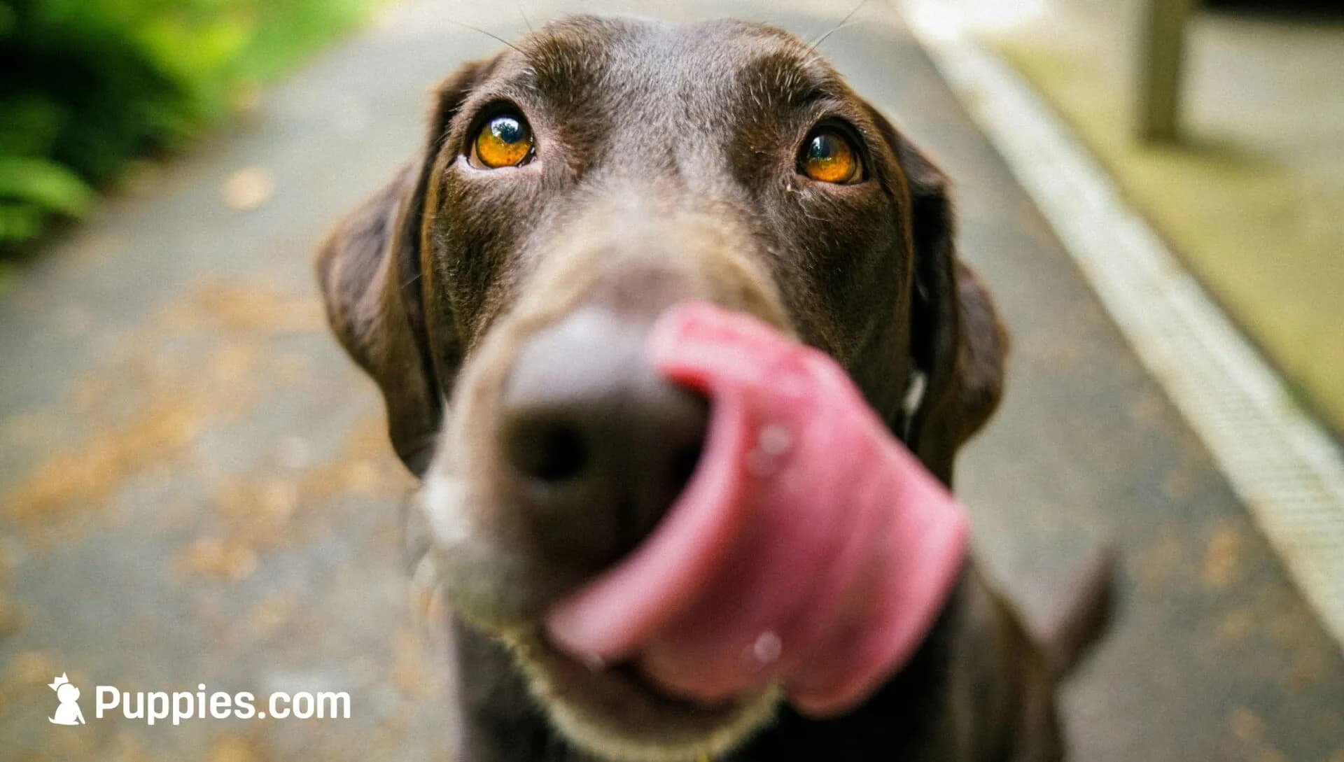 Antlers for Dogs: Are They Safe?