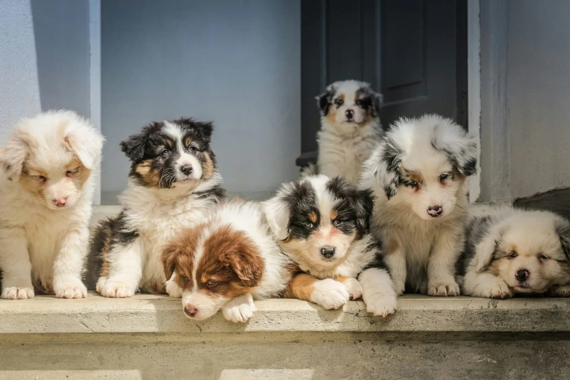 Responsible Dog Breeding