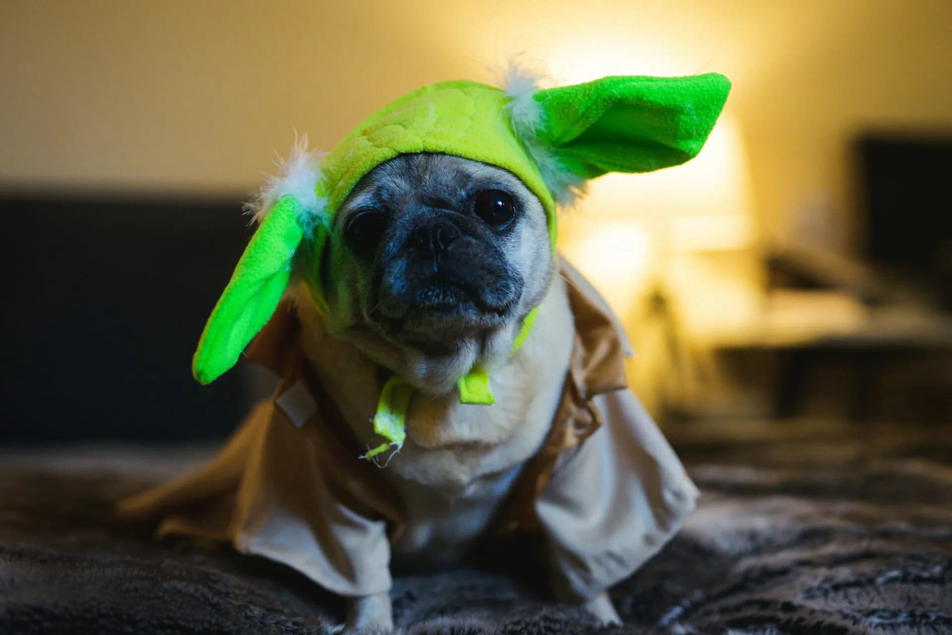 Dogs and Halloween Safety Tips from Puppies.com