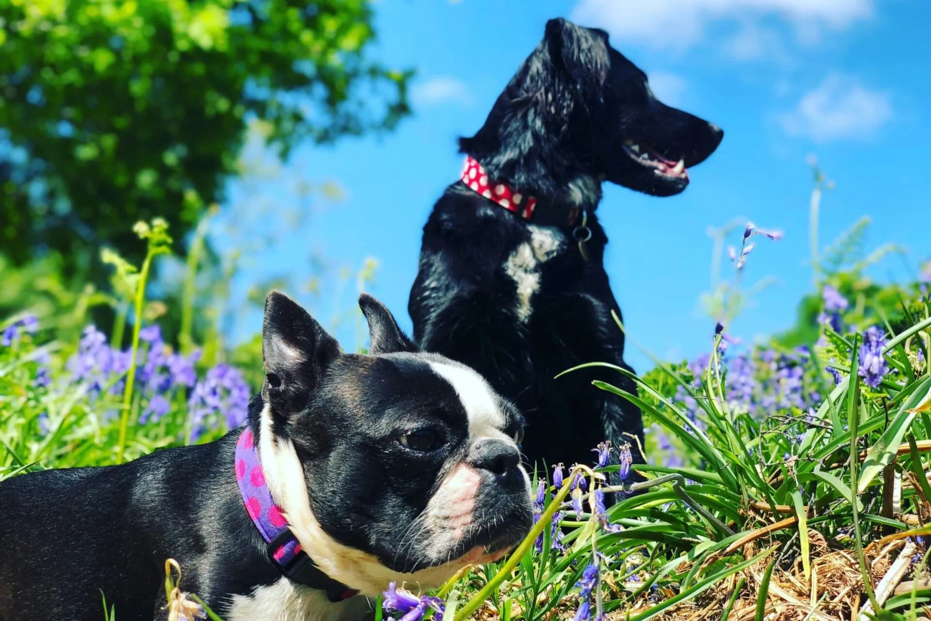 Choosing When to Neuter or Spay Your Dog