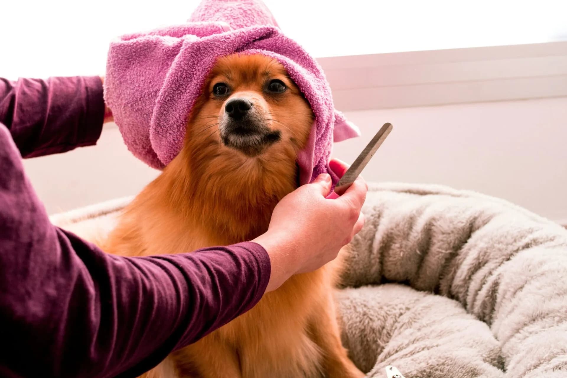 Tips for Bathing Your Puppy