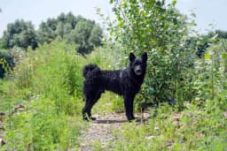 Croatian Sheepdog breed photo