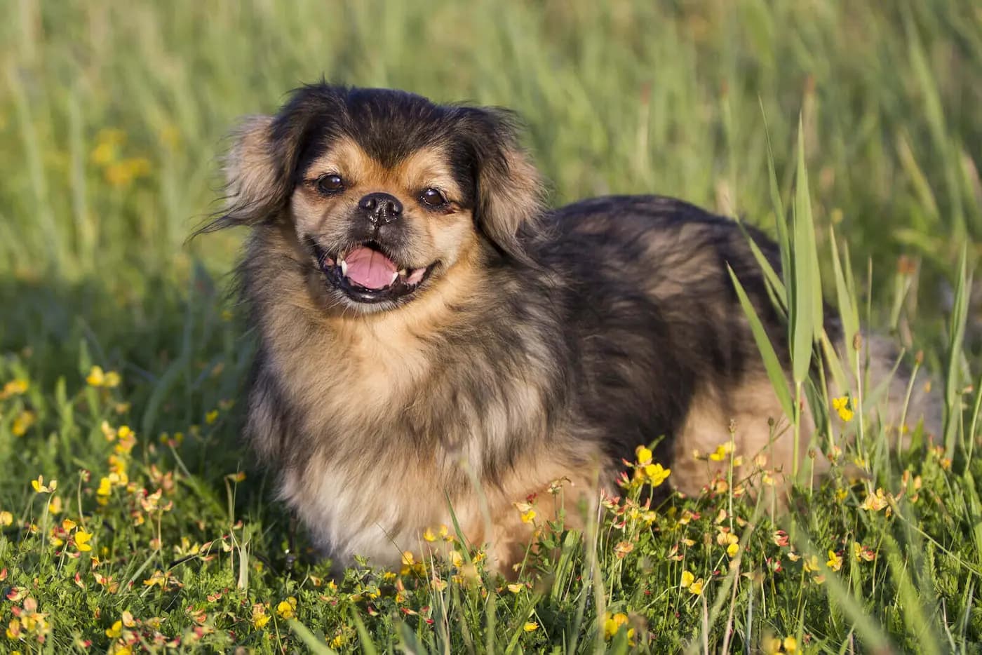 Tibetan Spaniel breed photo