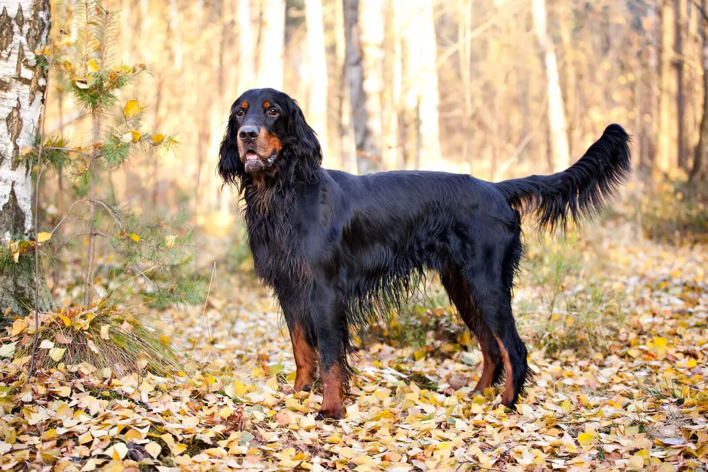 Gordon Setter breed photo