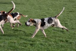 English Foxhound breed photo