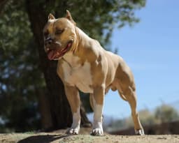 American Pit Bull Terrier breed photo
