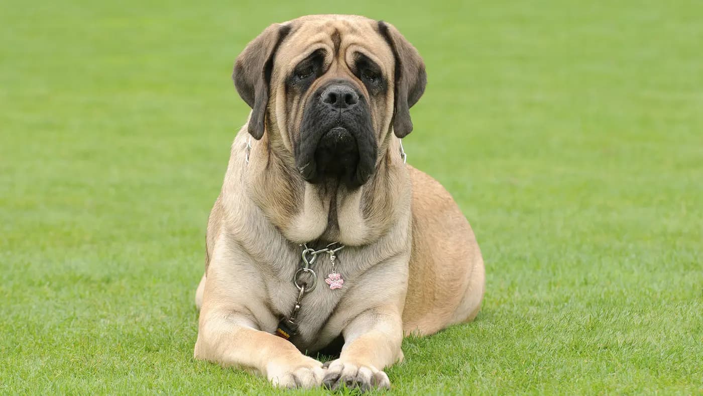 English Mastiff breed photo