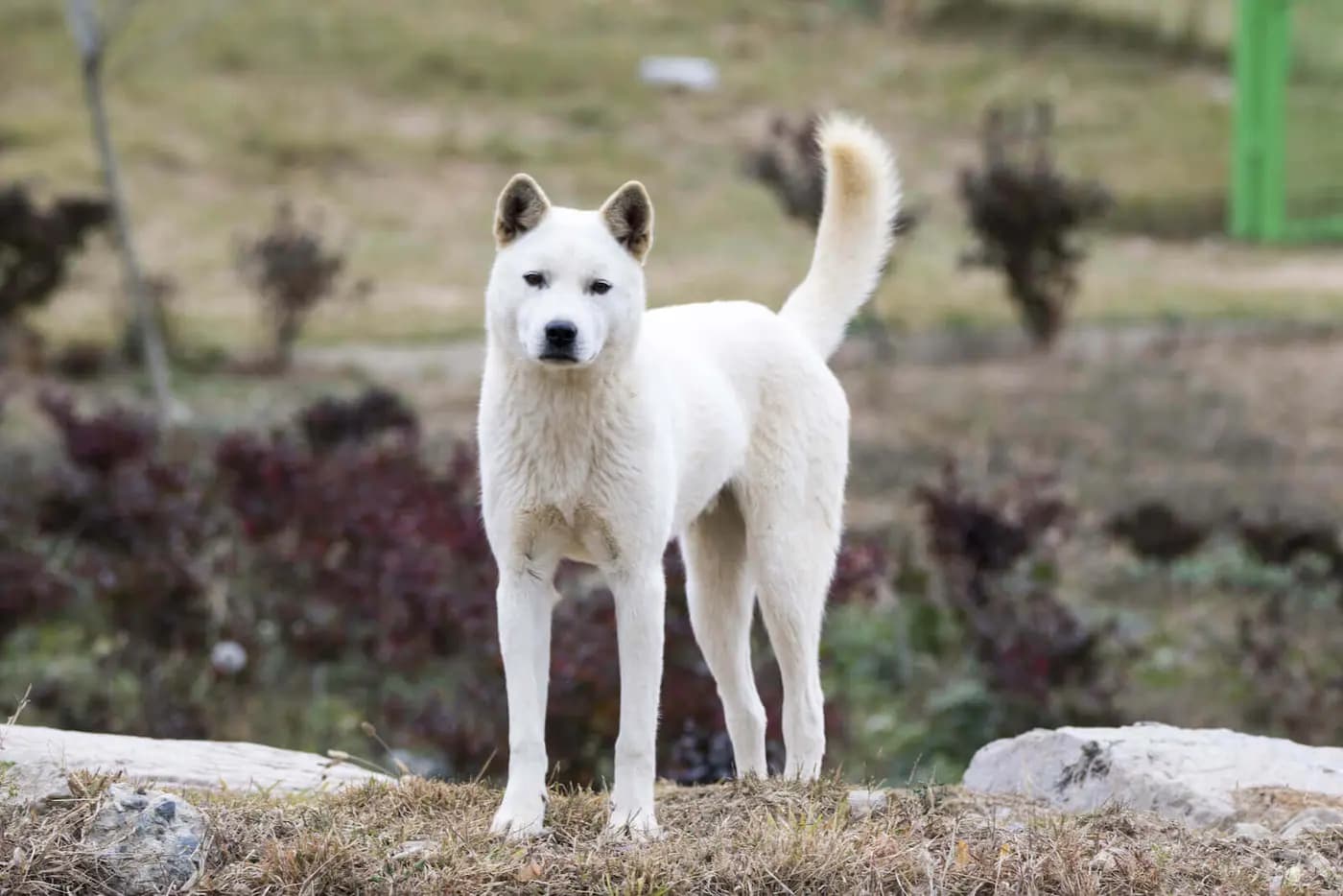 Jindo breed photo