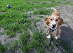 Drever breed photo