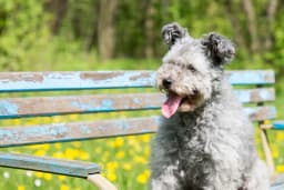 Pumi breed photo