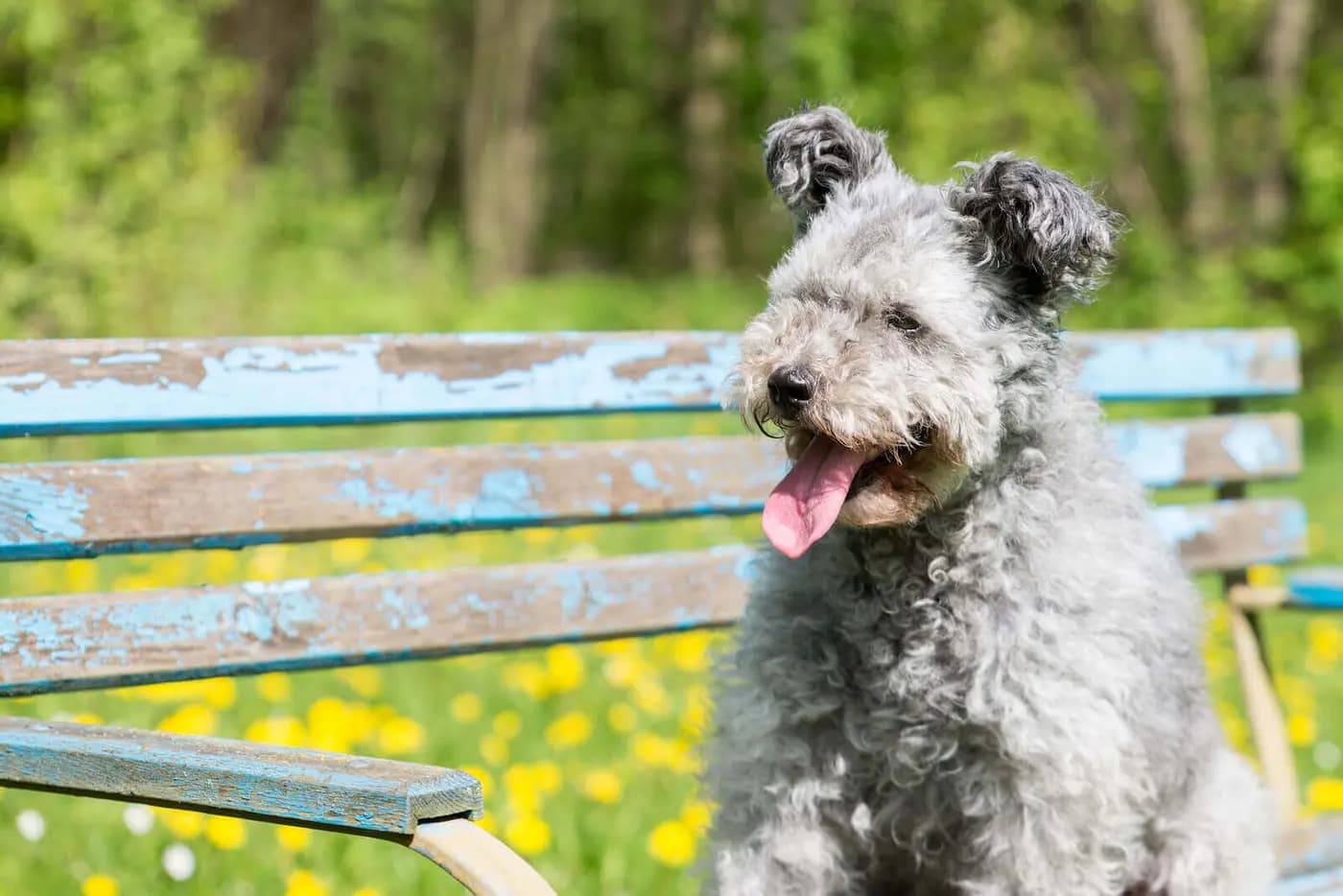 Pumi breed photo