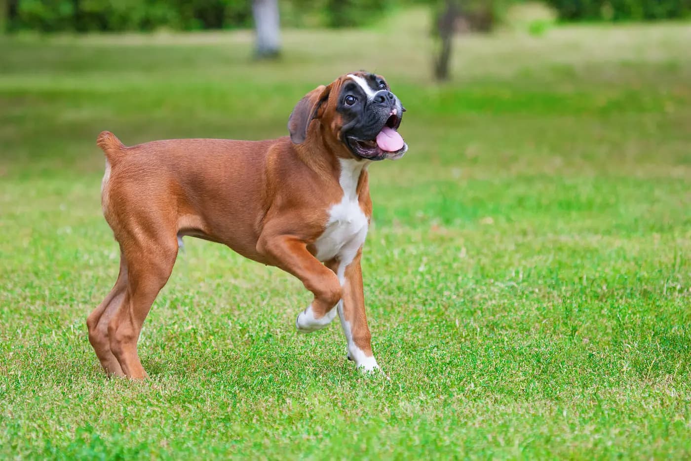 Boxer breed photo