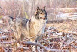 East Siberian Laika breed photo