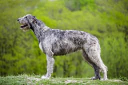 Irish Wolfhound breed photo