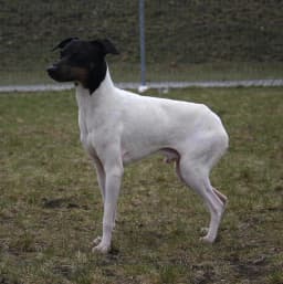 Japanese Terrier breed photo