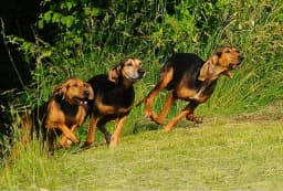 Italian Hound breed photo