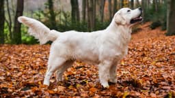 English Cream Golden Retriever breed photo