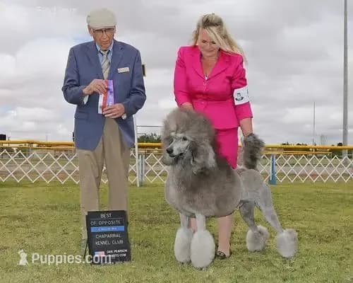 Poodle