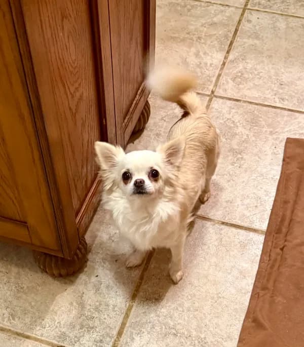 Dory-Spayed
