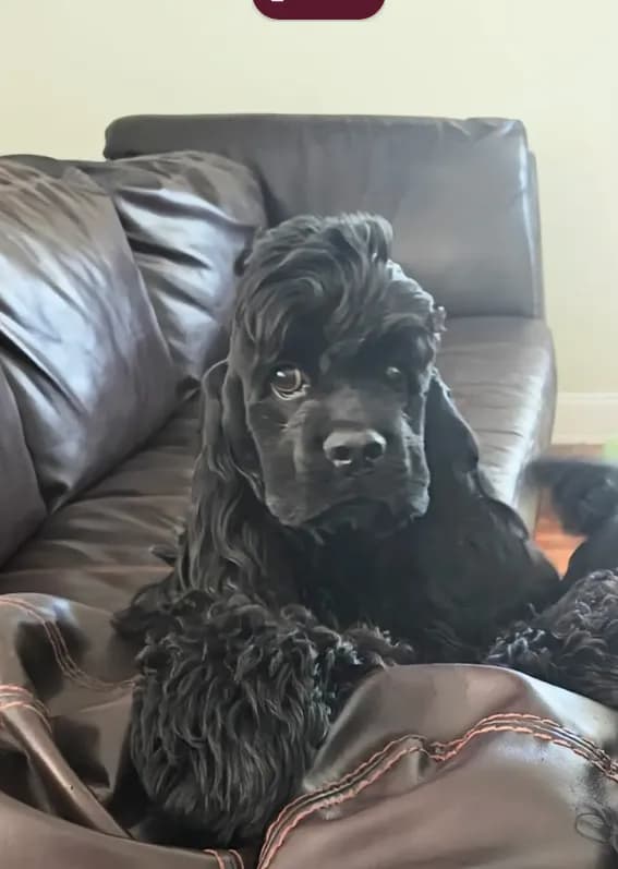 Luigi - AKC Cocker with Champ line