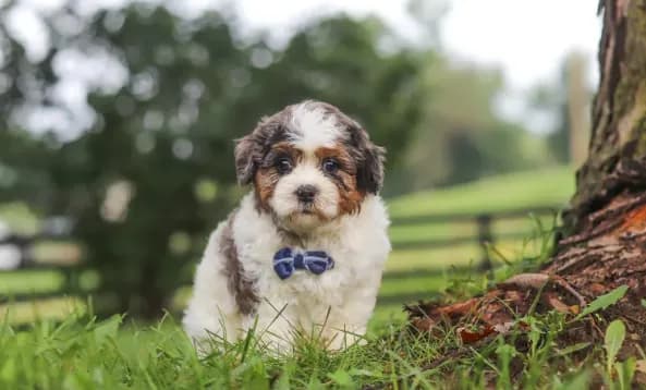 Teddy